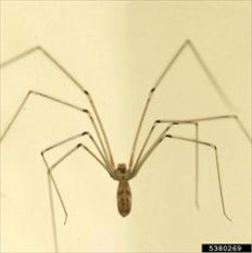 Daddy-long-legs spider (Pholcus phalangioides) - Professional Pest